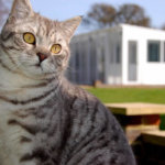 Telscombe Cattery, East Sussex