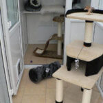 Wyes Cats Cattery, Monmouthshire